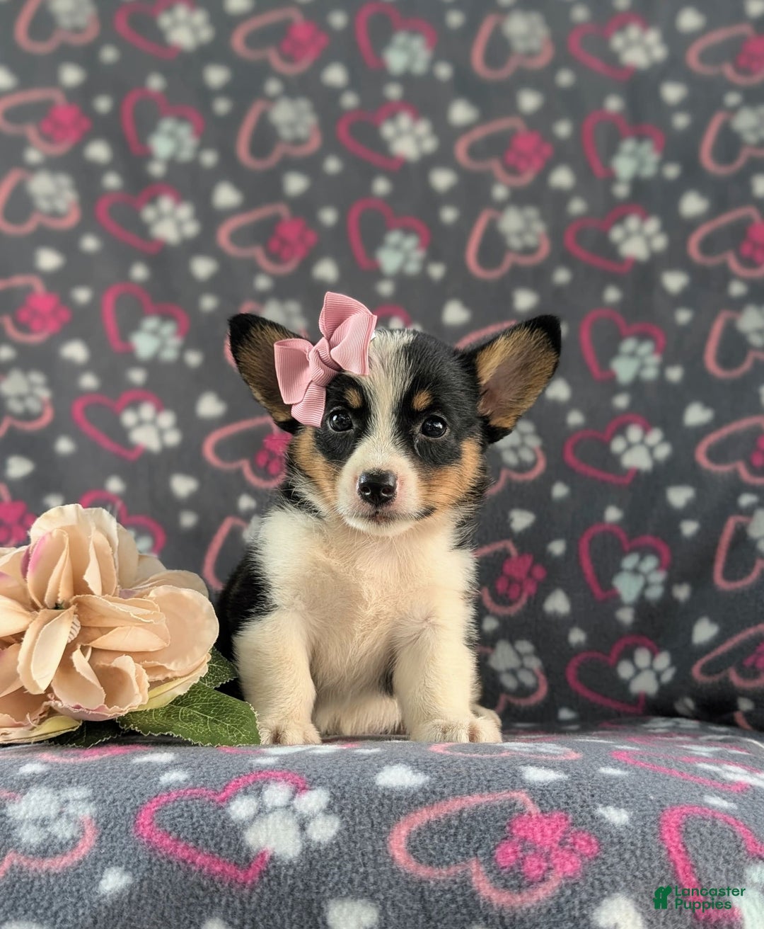 Welsh Corgi Pembroke dogs for sale: Kahlia - Image 4