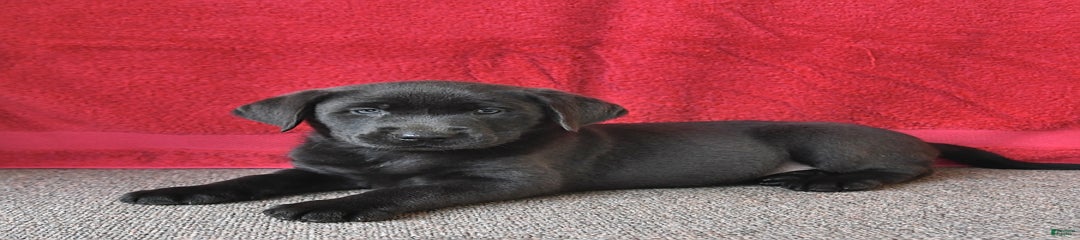 Roxie