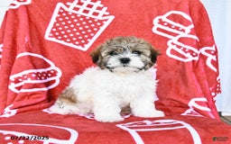 Teddy Bear dogs for sale: Hannes - Image 1