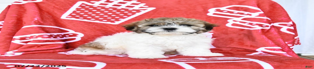 Hannes