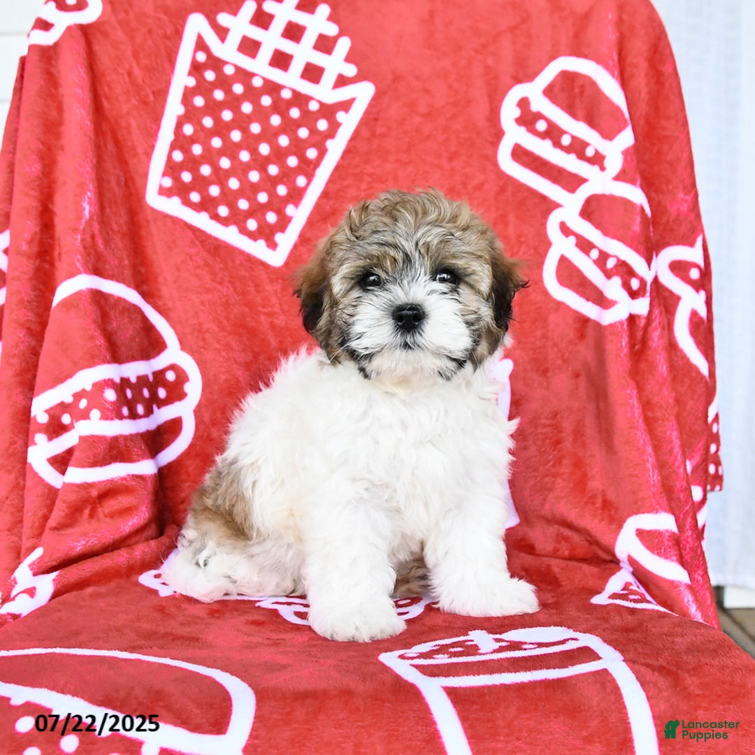 Teddy Bear dogs for sale: Hannes - Image 1