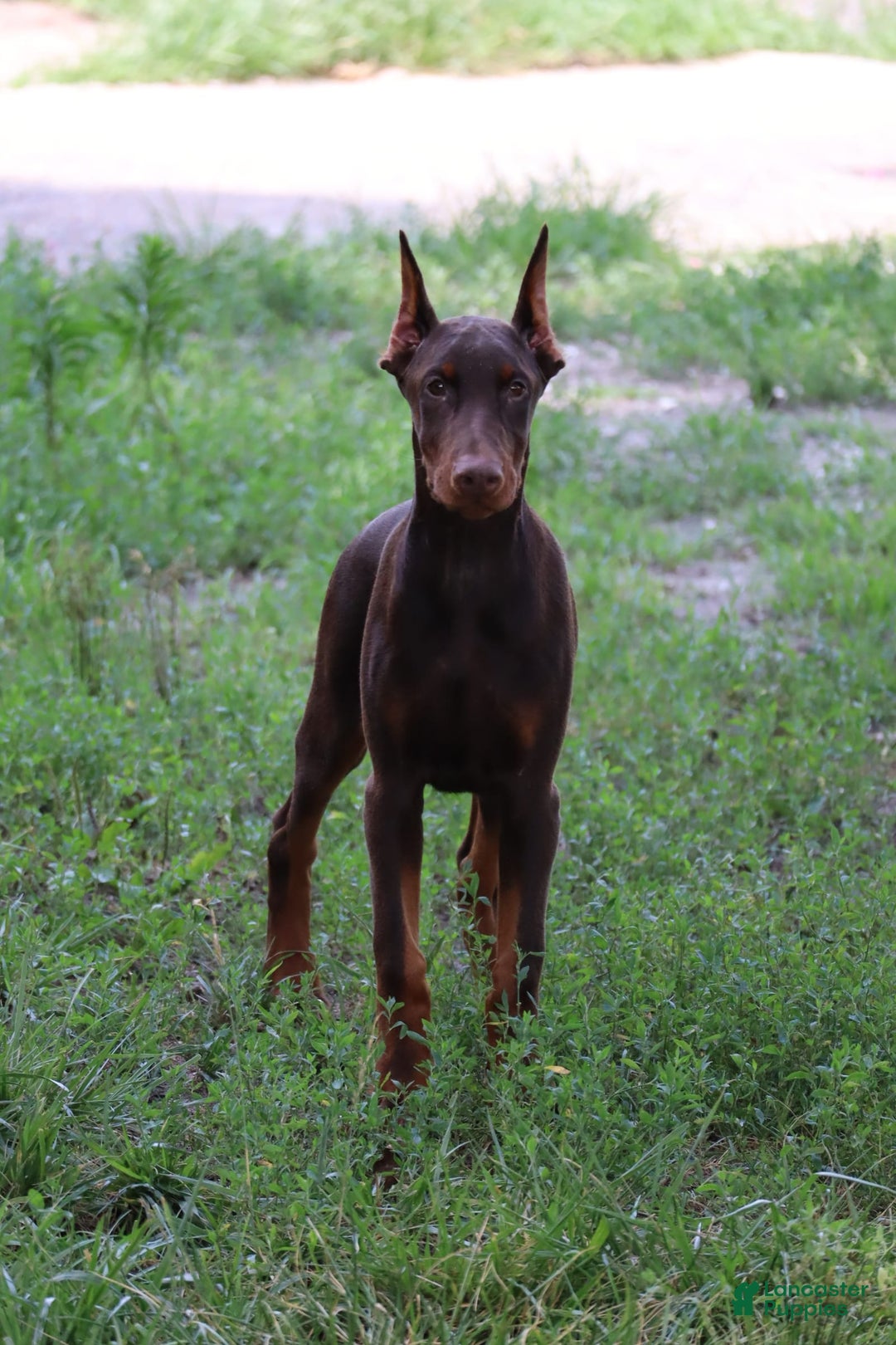 Doberman Pinscher dogs for sale: Atlas - Image 8