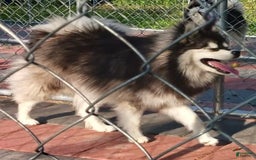 Pomsky dogs for sale: Roxy - Image 7