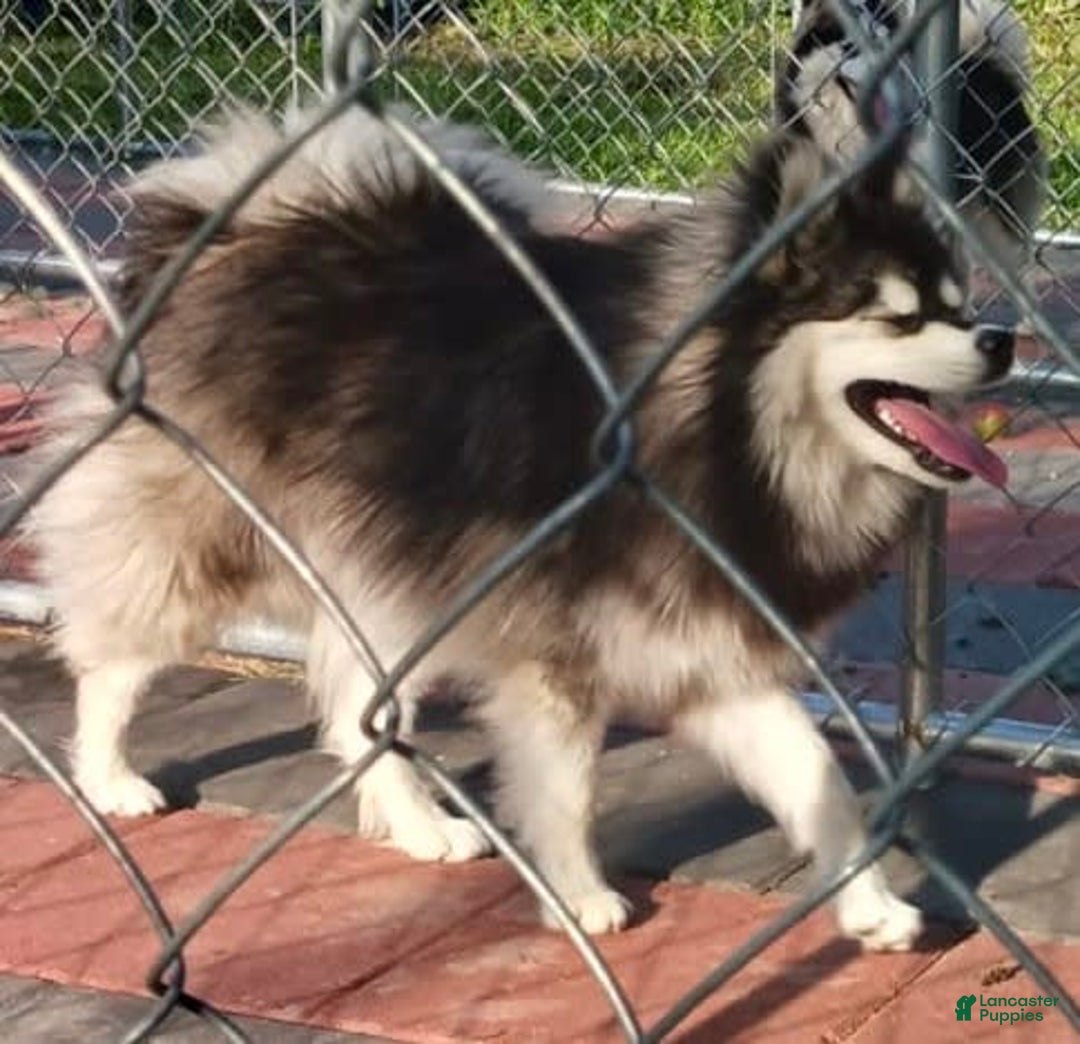 Pomsky dogs for sale: Roxy - Image 7