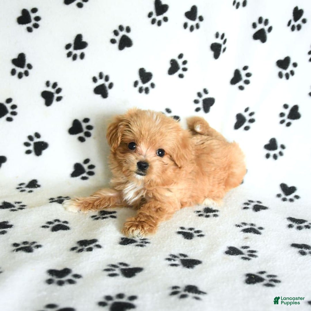 Cavapoo dogs for sale: Alex - Image 9