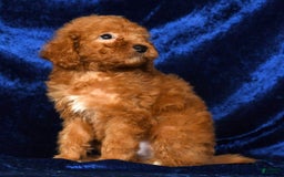 Mini Goldendoodle dogs for sale: Dolly - Image 7