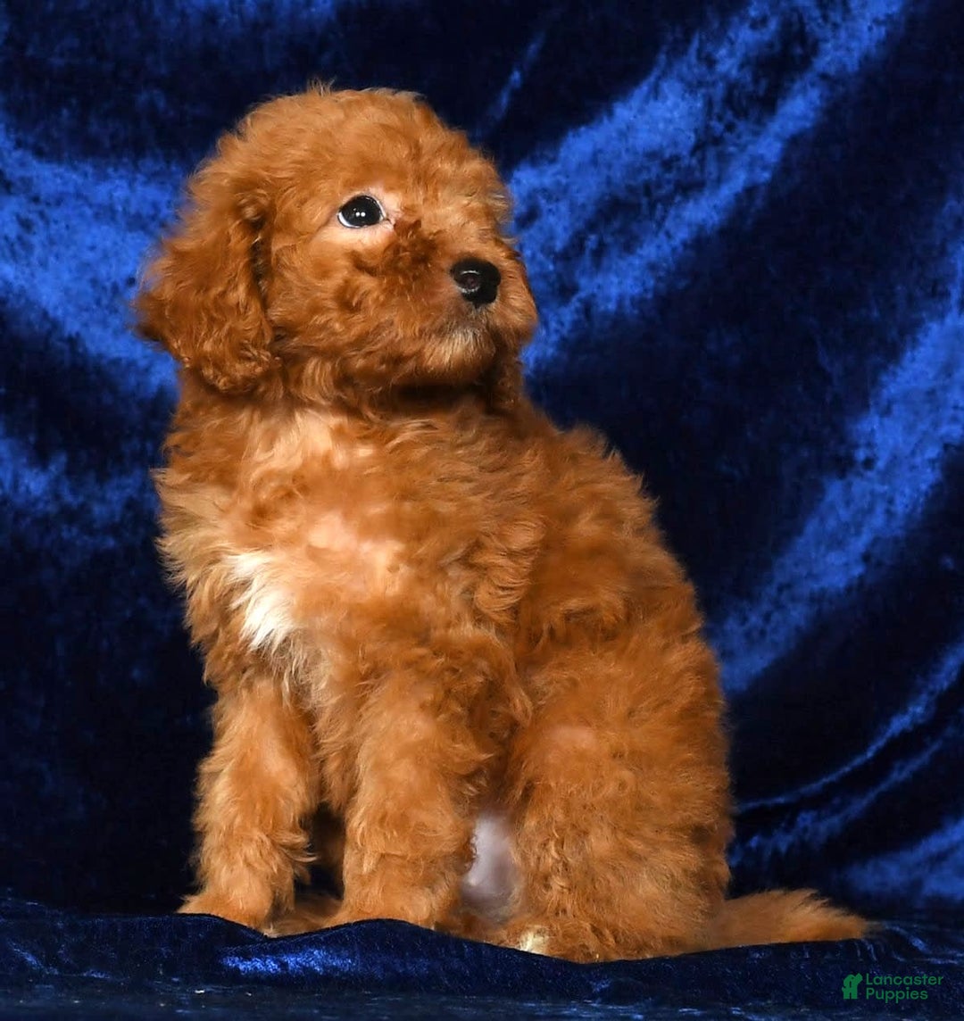 Mini Goldendoodle dogs for sale: Dolly - Image 7