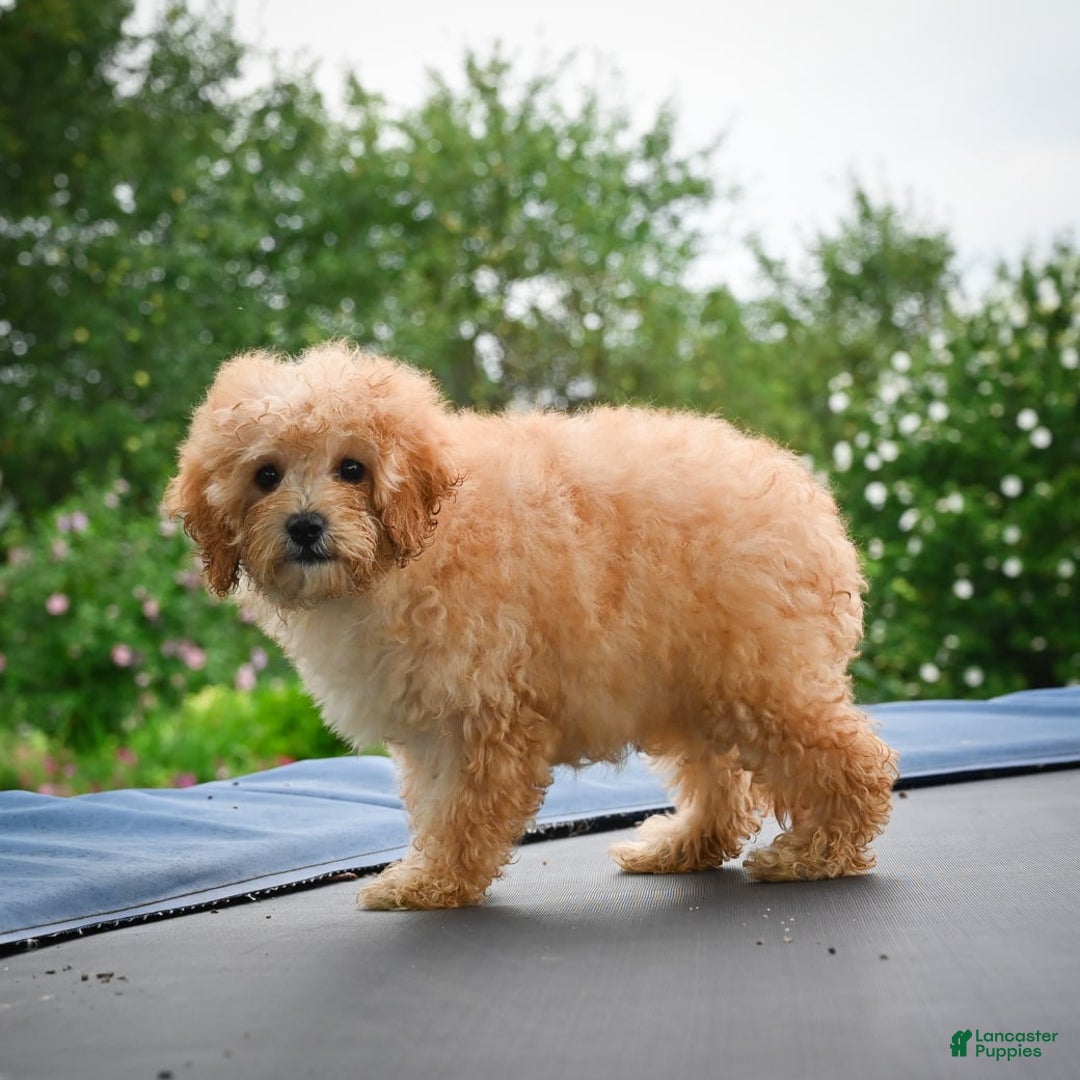 Cavapoo dogs for sale: Clyde - Image 9