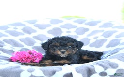 Toy Poodle dogs for sale: Khloe - Image 2
