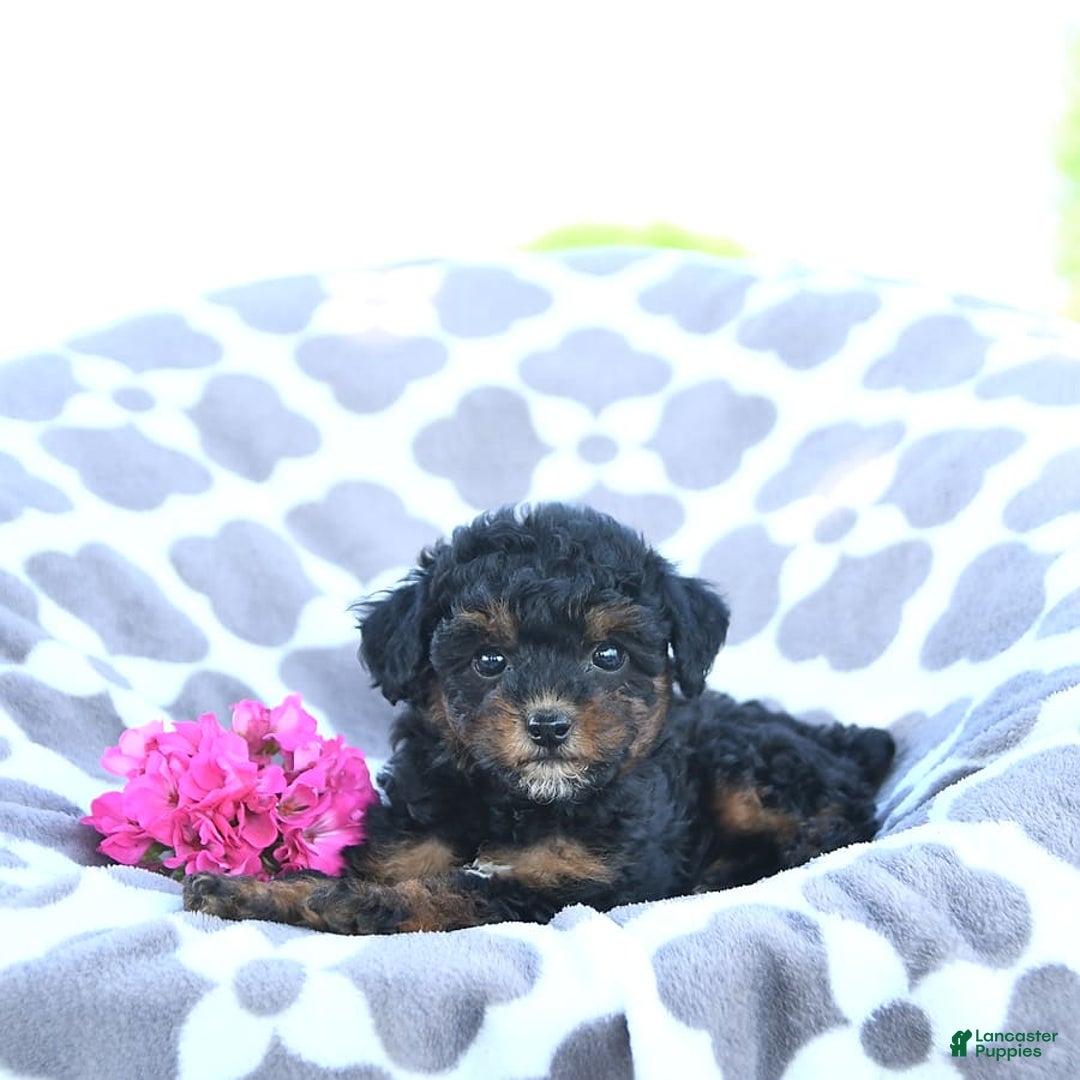 Toy Poodle dogs for sale: Khloe - Image 2