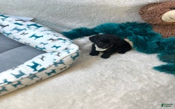 Morkie dogs for sale: Asa - Image 4