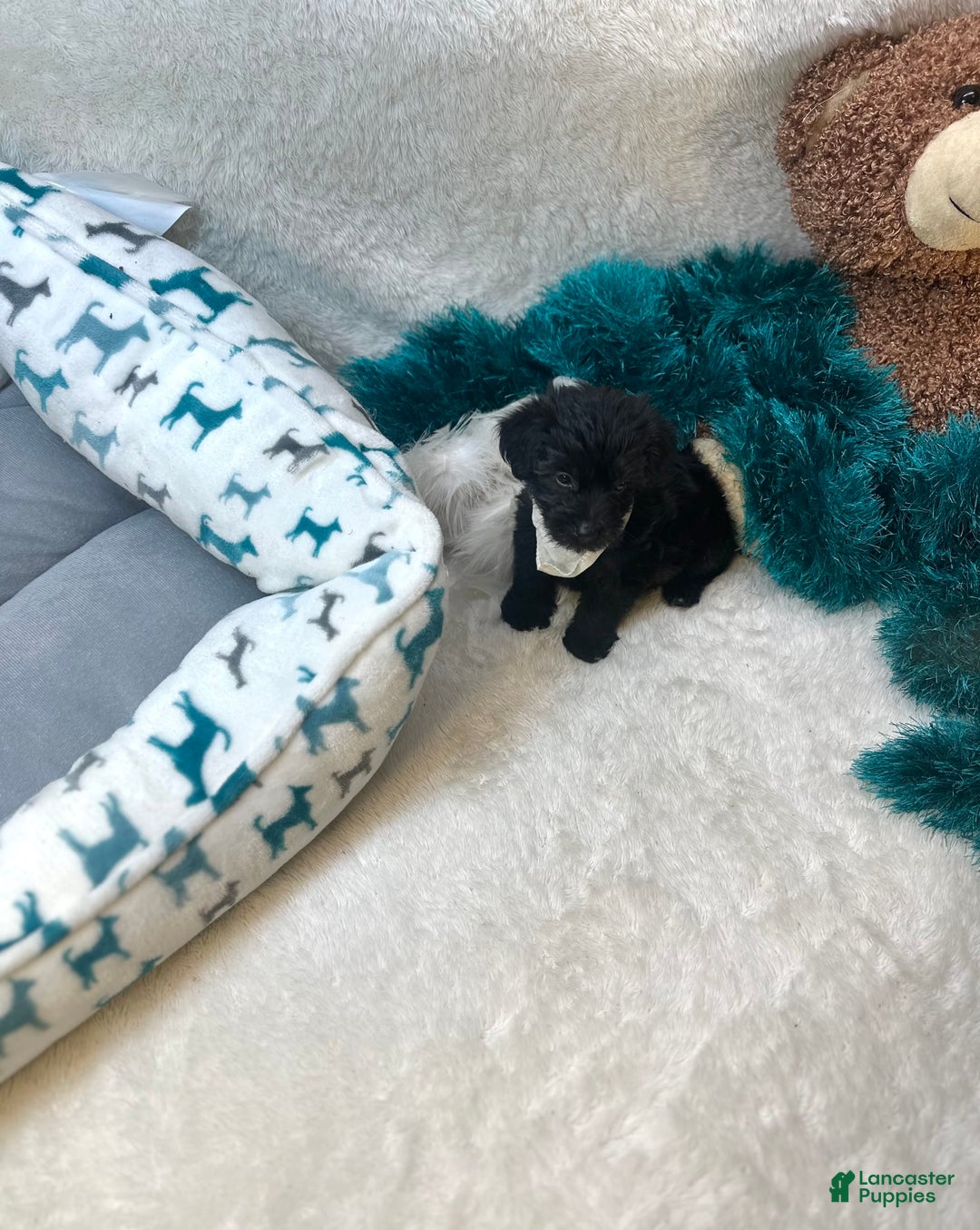 Morkie dogs for sale: Asa - Image 4