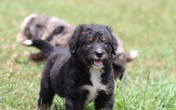 Bernese Mountain Dog dogs for sale: Black Bear - Image 3
