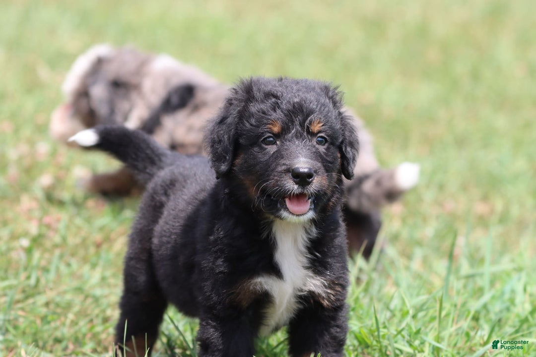 Bernese Mountain Dog dogs for sale: Black Bear - Image 3