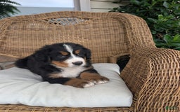 Bernese Mountain Dog dogs for sale: Buster - Image 3