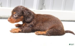 Dachshund dogs for sale: Angel Mini - Image 6