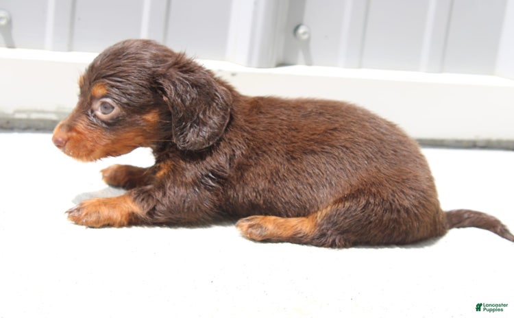 Dachshund dogs for sale - Ad 4