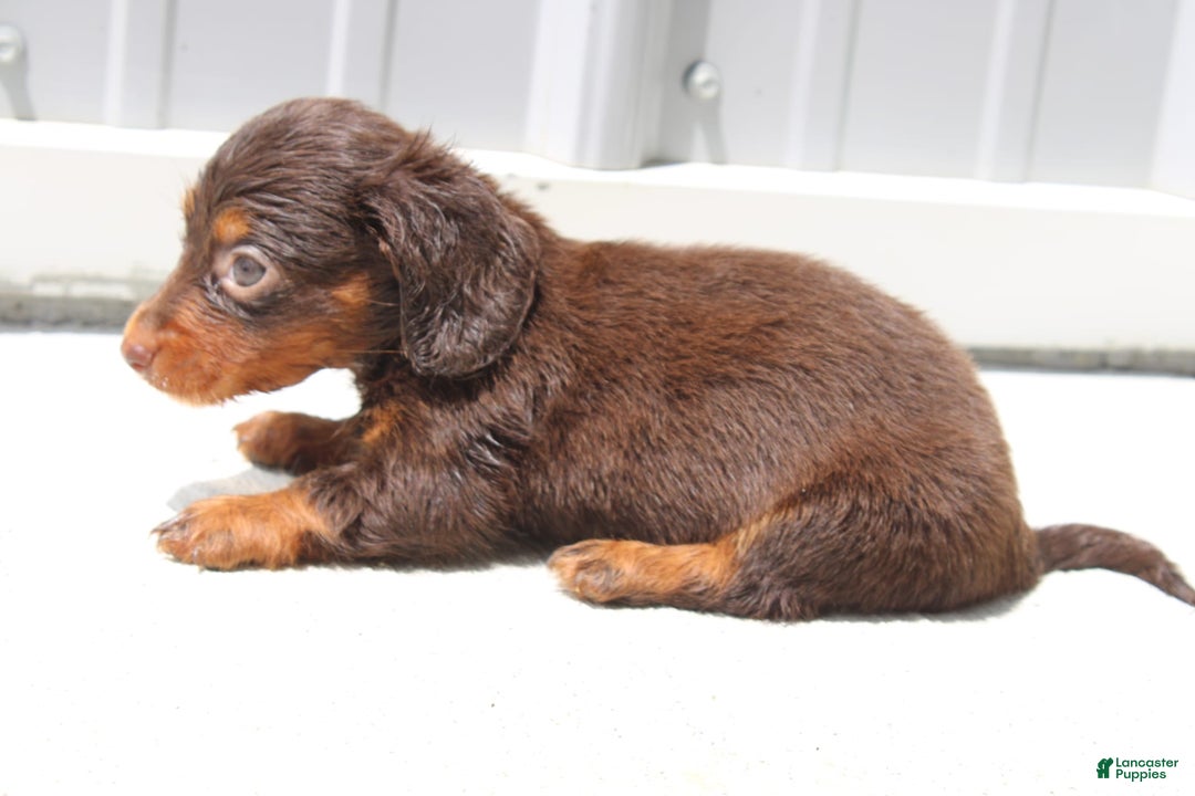 Dachshund dogs for sale: Angel Mini - Image 6