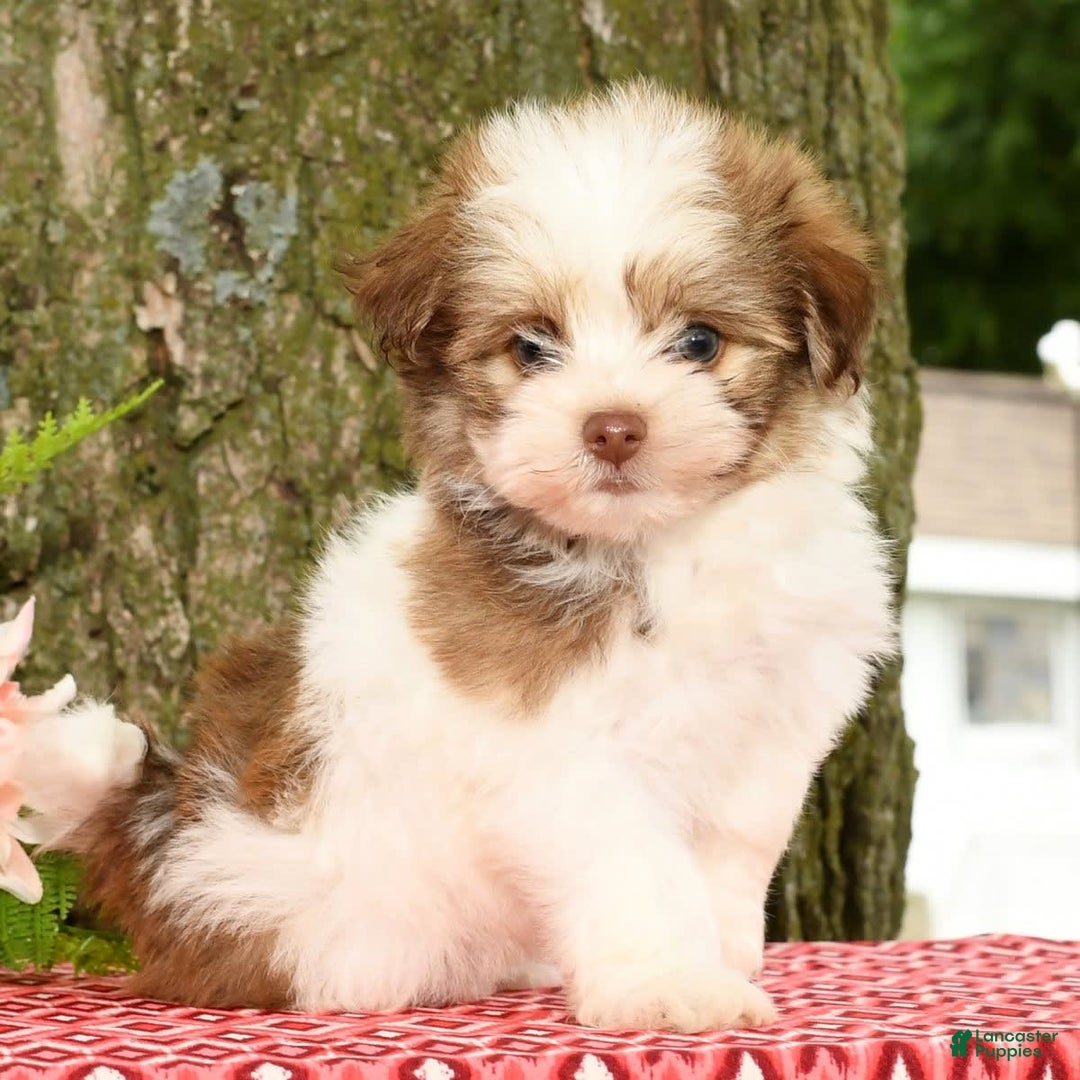 Havanese dogs for sale: Zeke - Image 4