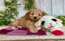 Doxiepoo dogs for sale: Debbie - Image 3