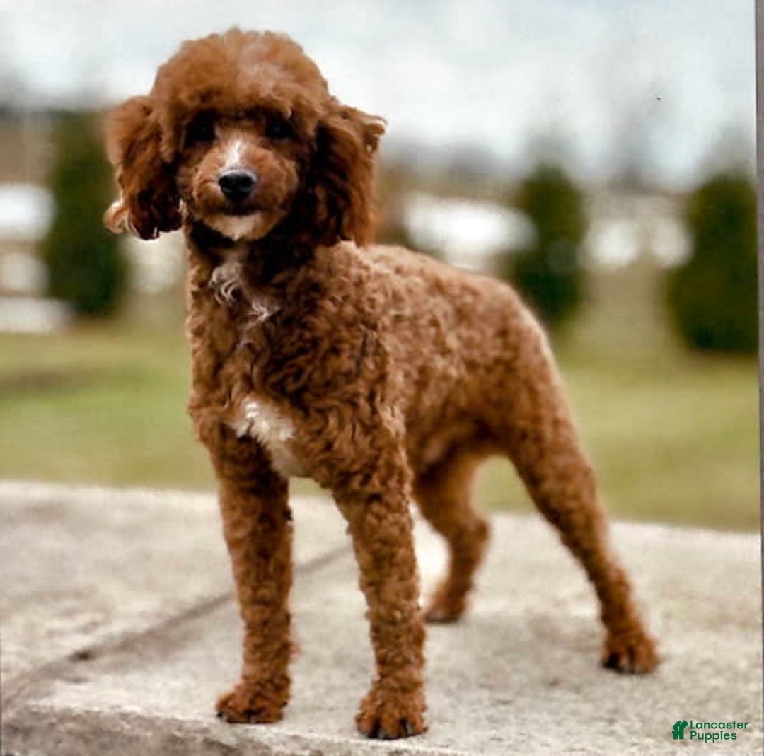 Cavapoo dogs for sale: Toby - Image 15