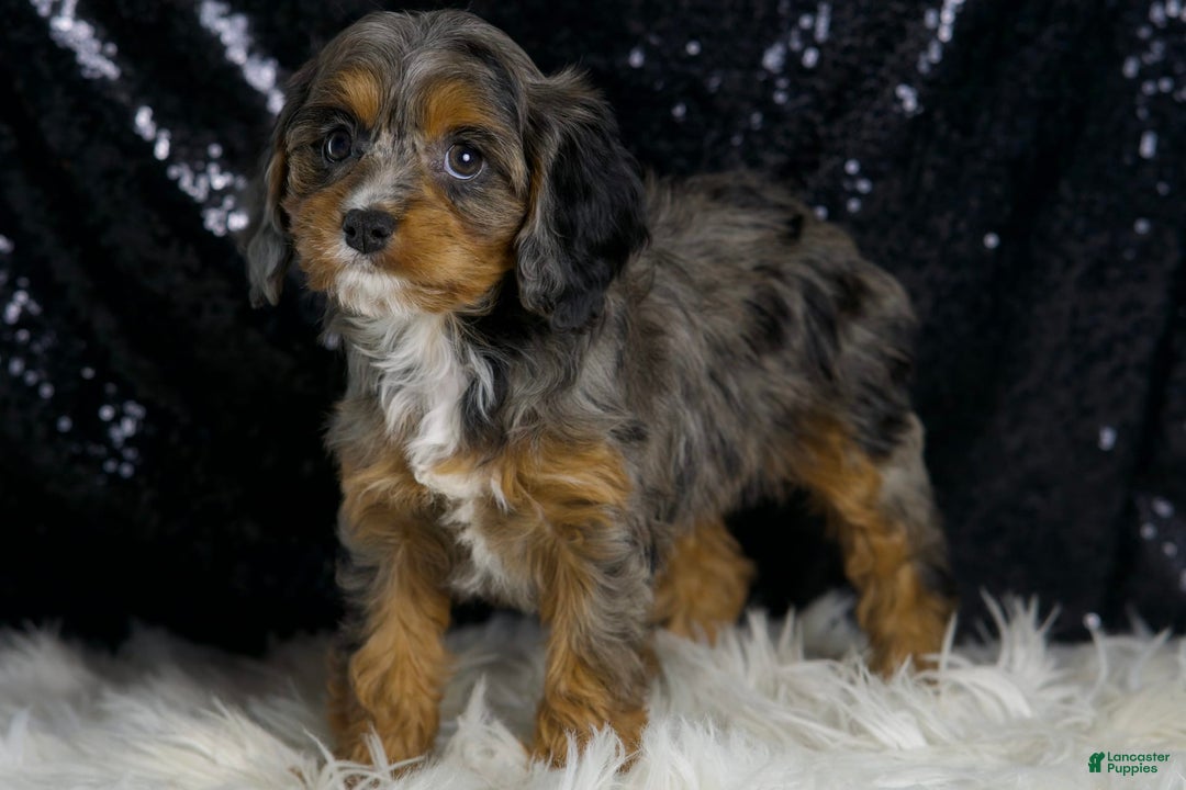 Cavapoo dogs for sale: Diana - Image 5