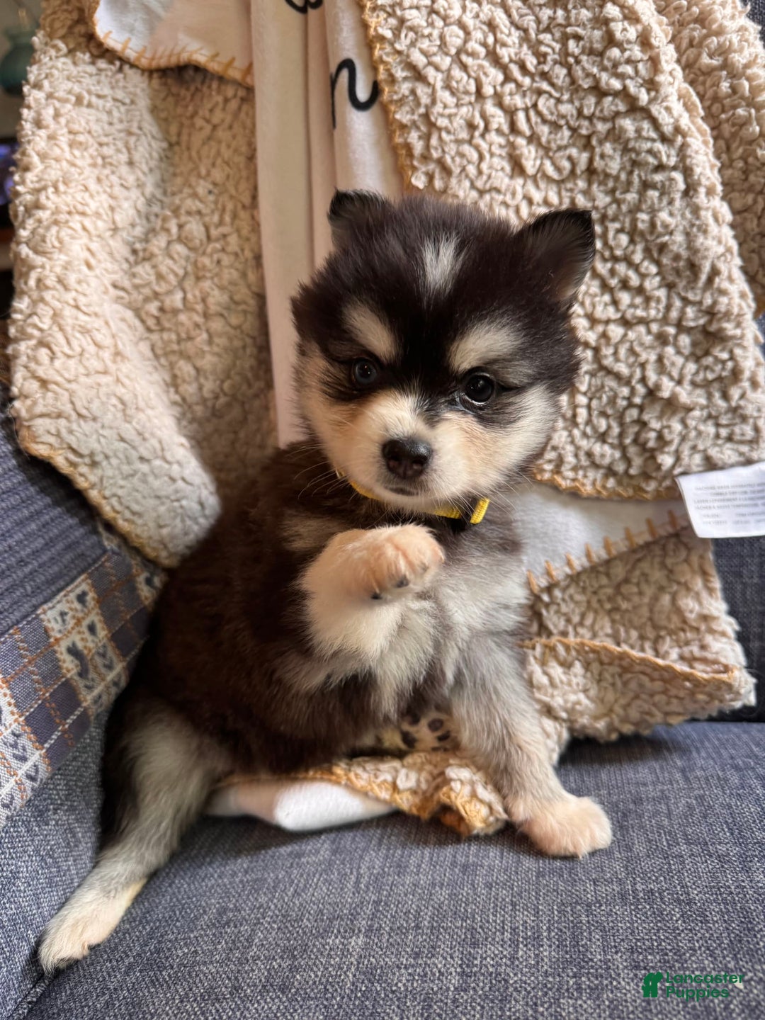 Alaskan Klee Kai dogs for sale: Kimmy - Image 6