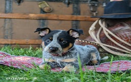 Australian Cattle Dog dogs for sale: Carrie - Image 4