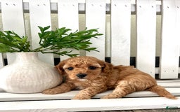 Cavapoo dogs for sale: Sterling - Image 3