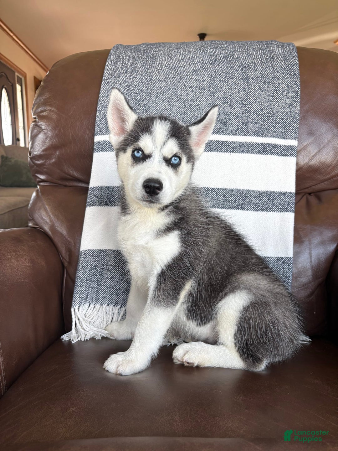 Siberian Husky dogs for sale: Bruno - Image 4
