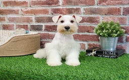 Miniature Schnauzer dogs for sale: Miniature Schnauzer 6 puppies - Image 4