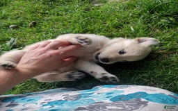 Golden Retriever dogs for sale: Pixie - Image 2