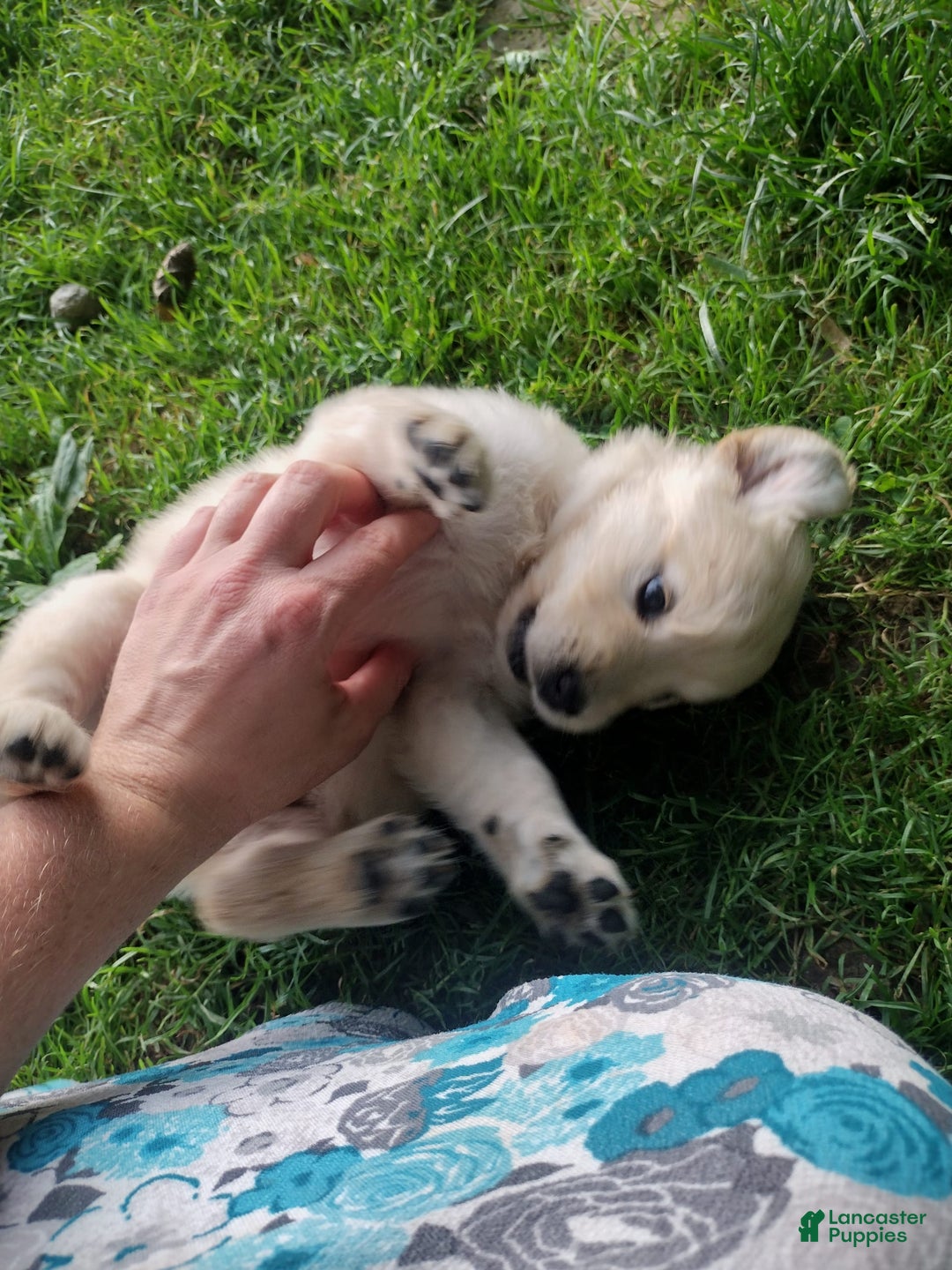 Golden Retriever dogs for sale: Pixie - Image 2