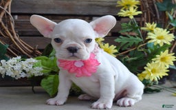 French Bulldog dogs for sale: Fargo - Image 7