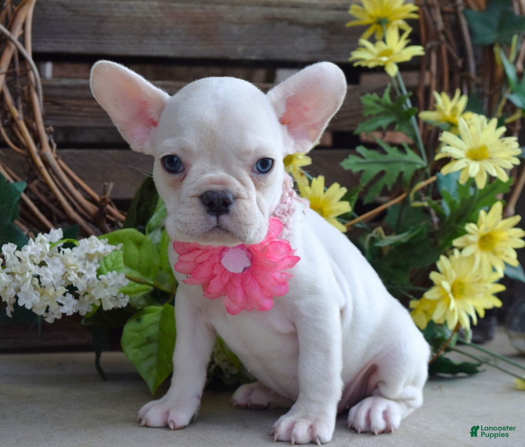 French Bulldog dogs for sale: Fargo - Image 7