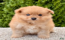 Pomeranian dogs for sale: Oliver - Image 4
