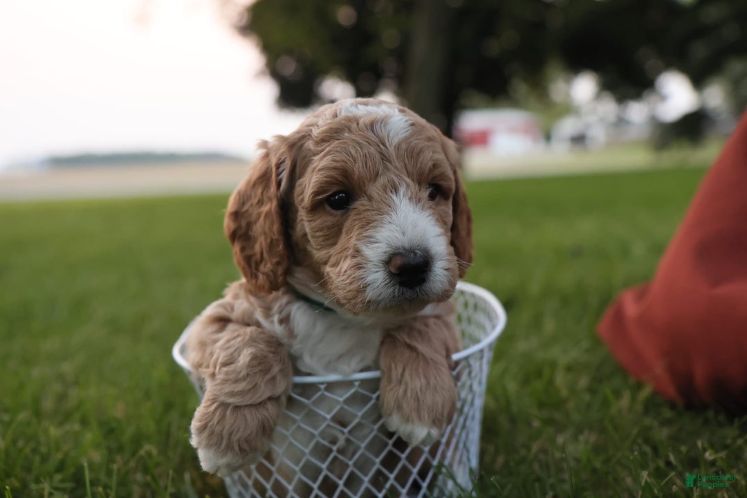 Mini Goldendoodle dogs for sale: Rio - Image 4