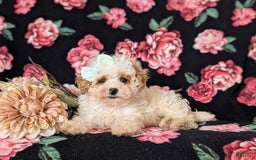 Toy Poodle dogs for sale: Kelcy - Image 5