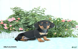 Miniature Dachshund dogs for sale: Nina - Image 2