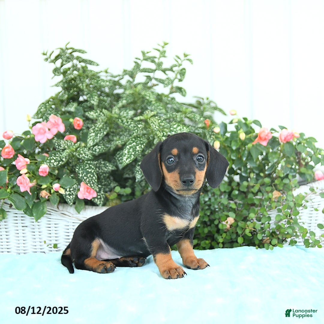 Miniature Dachshund dogs for sale: Nina - Image 2