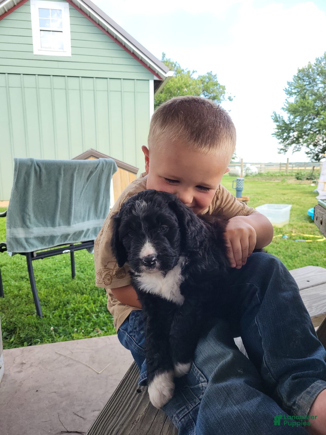 Bernedoodle dogs for sale: Tux - Image 5