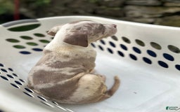 American Bully dogs for sale: Hot Head / Deja Vu - Image 9