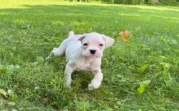 Boxer dogs for sale: Skye - Image 6