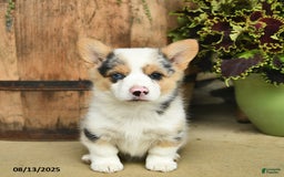 Welsh Corgi Pembroke dogs for sale: Rosemary - Image 4