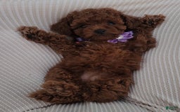 Toy Poodle dogs for sale: Honey - Image 16