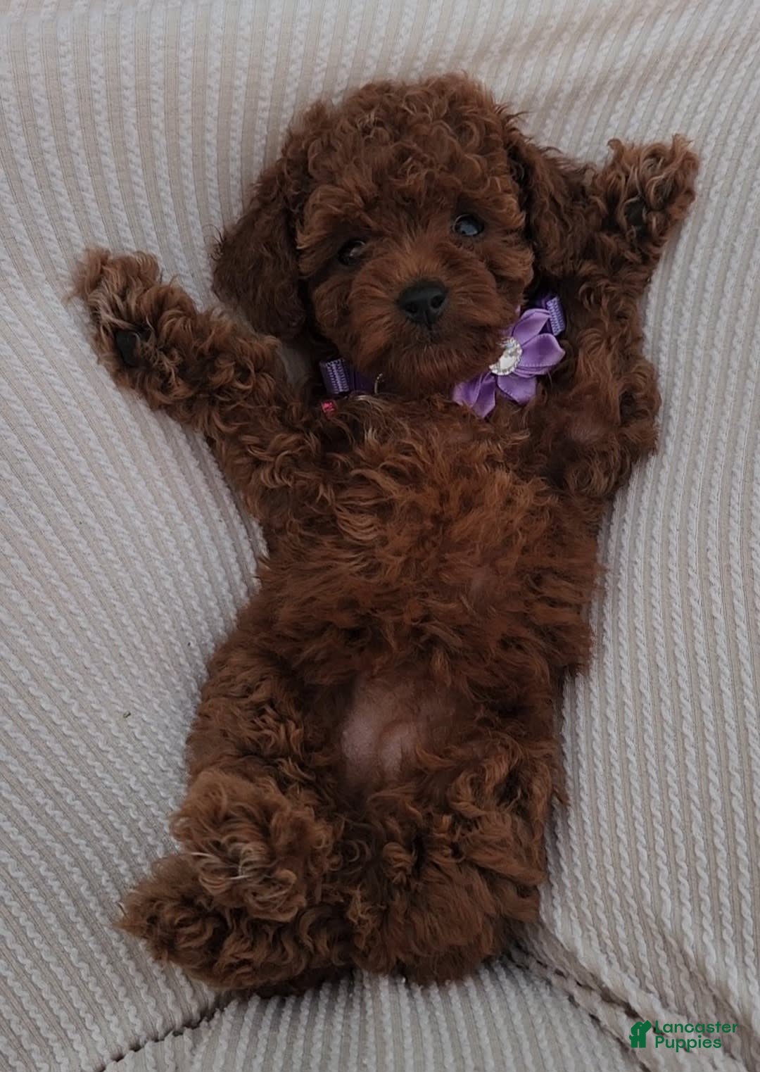 Toy Poodle dogs for sale: Honey - Image 16