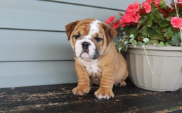 English Bulldog dogs for sale: River - Image 7