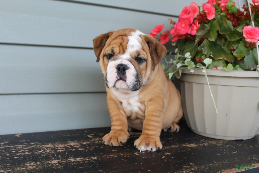 English Bulldog dogs for sale: River - Image 7