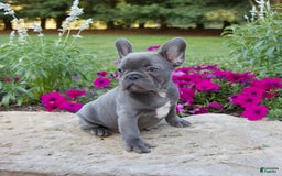 French Bulldog dogs for sale: Leo - Image 2
