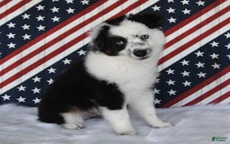 Miniature Australian Shepherd dogs for sale: Axel Toy - Image 35